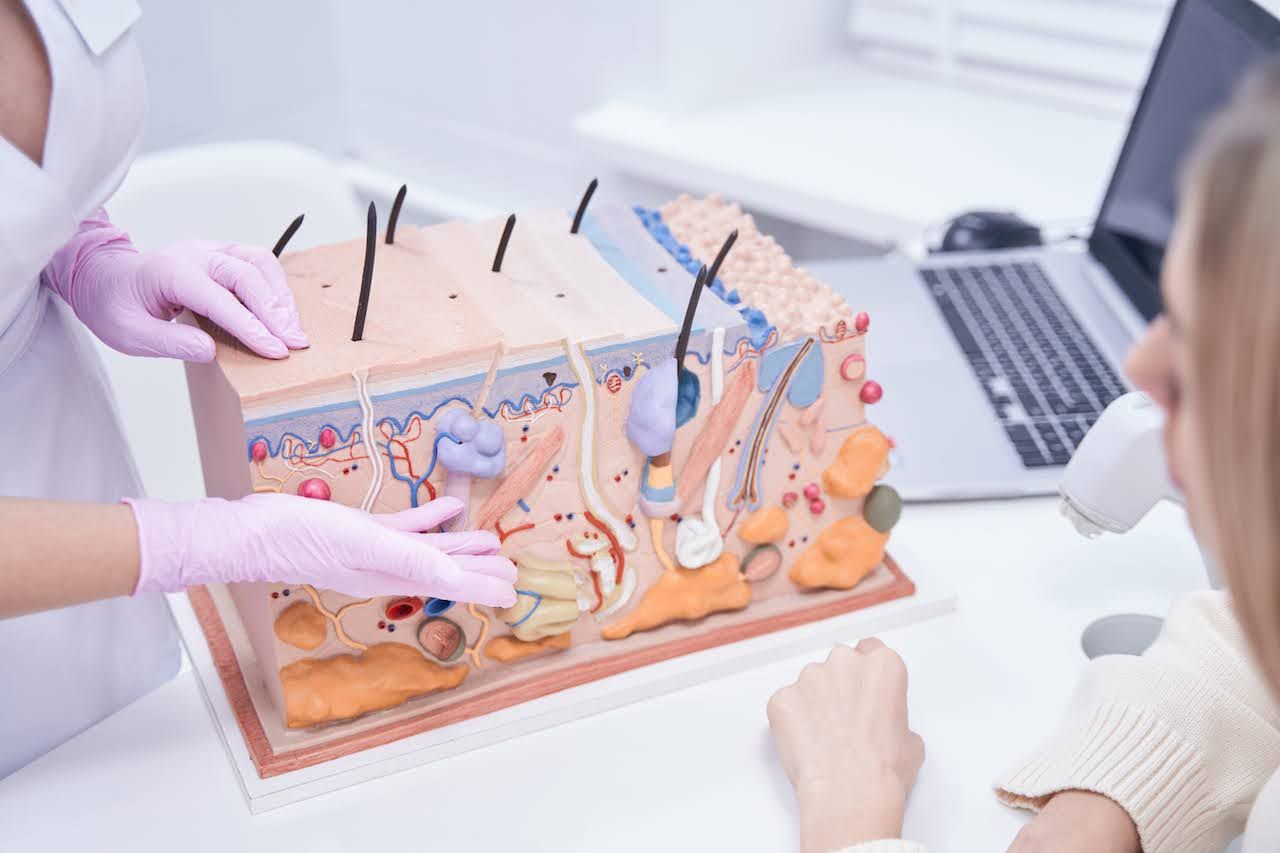 infographic for BEYOND THE SURFACE: EXPLORING YOUR SKIN'S STRUCTURE AND FUNCTION